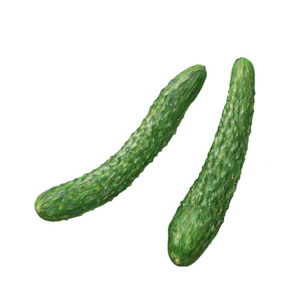 黄瓜图片下载