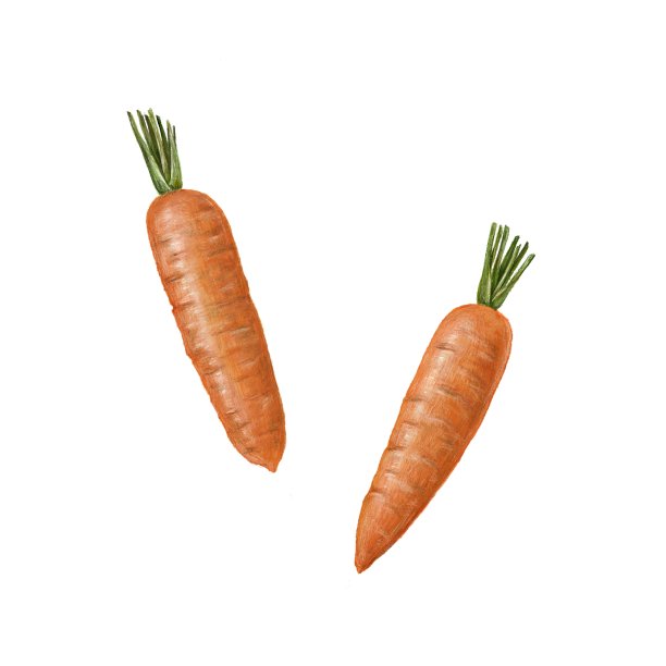 胡萝卜图片下载