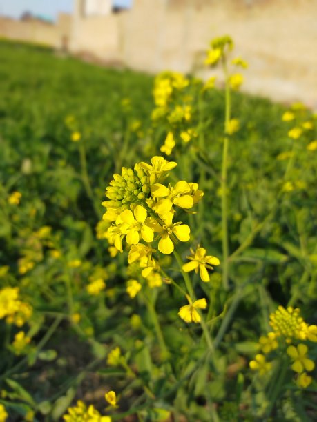 黄芥花图片下载