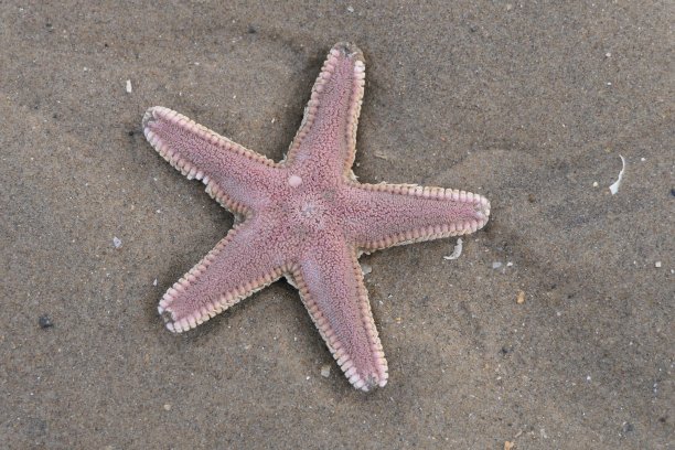 海星图片下载