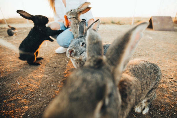 农场里有很多兔子。在围栏里喂兔子。复活节的照片。图片下载