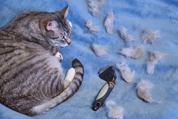 疲倦的猫躺在羊毛刷旁边的床上。给猫梳头后的一簇绒毛。图片下载