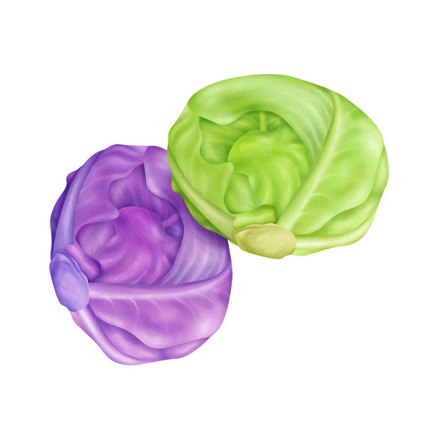 红色和绿色的卷心菜现实插图孤立在白色的背景图片下载