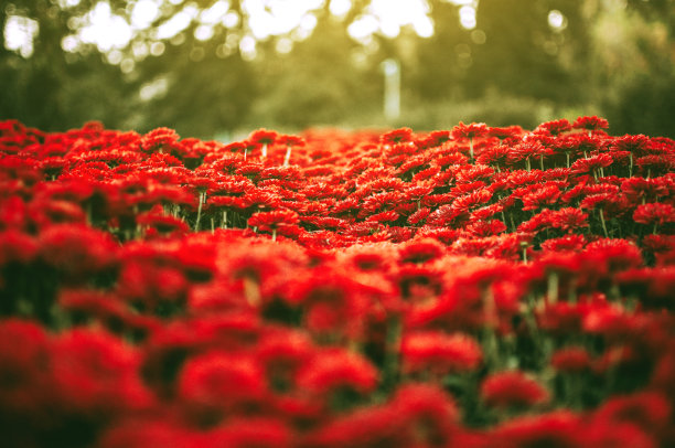 花园里美丽的菊花。花作为背景图片。菊花墙纸。日本风格。秋天花园里的菊花。低点射击。有选择性的重点。图片下载