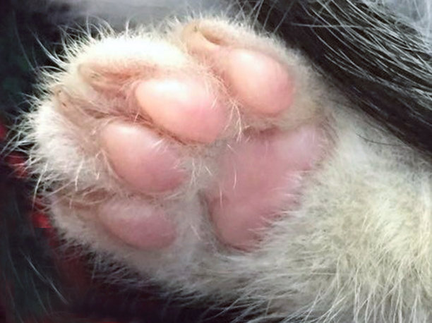 猫的爪子特写镜头图片下载