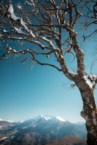 一棵树在雪中，映衬着蓝色的天空和冬天的群山图片下载