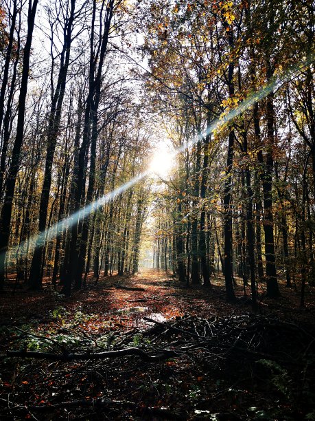 森林里耀眼的阳光图片下载