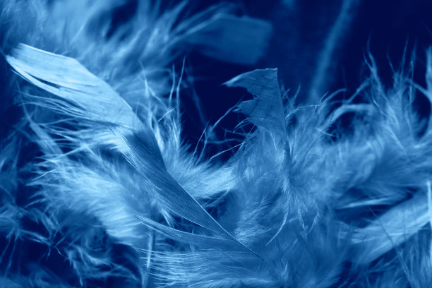 蟒蛇的羽毛靠近。图片下载