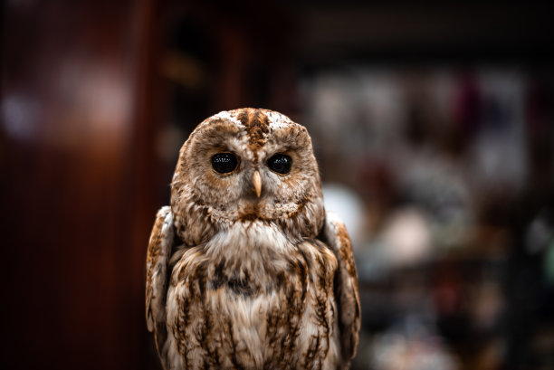 毛绒动物的照片。猫头鹰头旧古董屋物品出售车库存储集装箱英国曼彻斯特伦敦空间文本广告图片下载