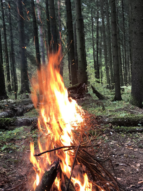 火焰大。傍晚，野火中燃烧着美丽的松树。木柴燃烧着橙色的火焰。火红的火焰在壁炉的热煤上。火的力量。神奇的火。特写镜头。图片下载