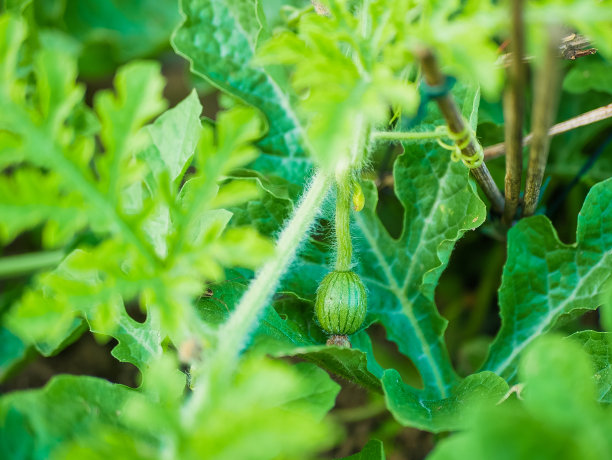 种植西瓜。农业。天然西瓜生长在地里。DIY自制的西瓜图片下载