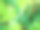 种植西瓜。农业。天然西瓜生长在地里。DIY自制的西瓜图片下载