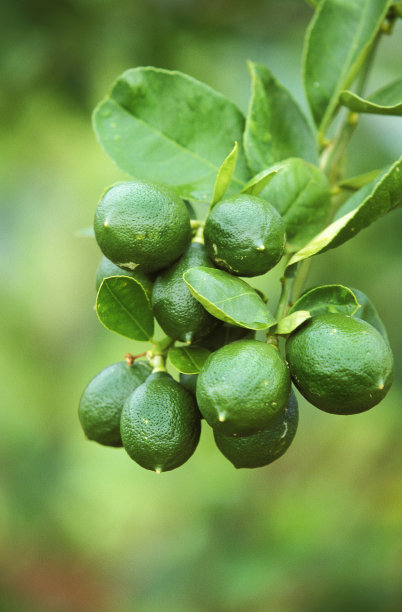 夏威夷柠檬树的分支图片下载