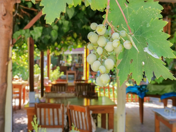图像没有焦点。模糊的观点，空的夏天咖啡馆在早晨与绿色的未成熟的葡萄在前景的树枝。图片下载