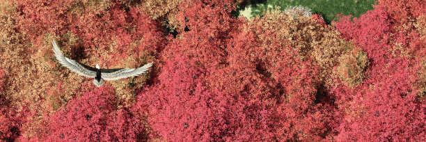 一只鹰飞过一片不同颜色的树林图片下载