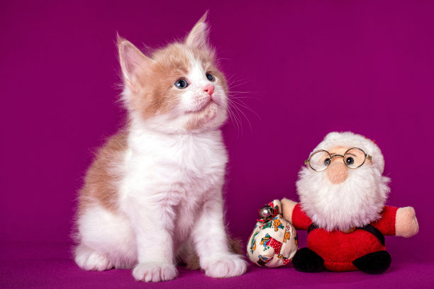 缅因小猫坐在圣诞老人。图片下载