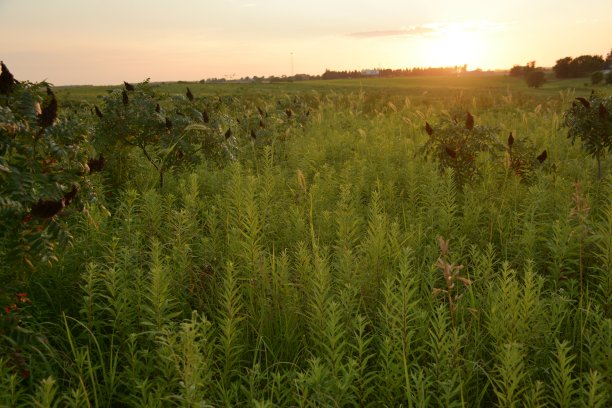 草原上的春天图片下载