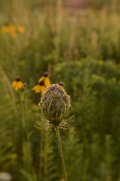 草原上的春天图片下载