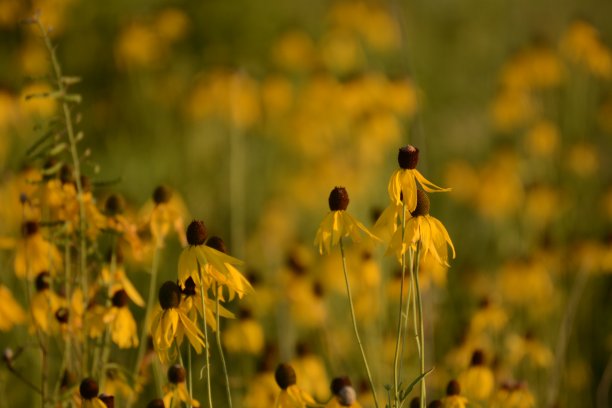 草原上的春天图片下载