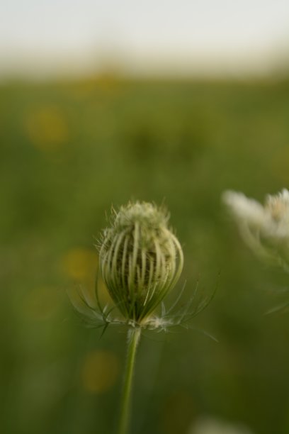 草原上的春天图片下载