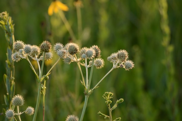 草原上的春天图片下载