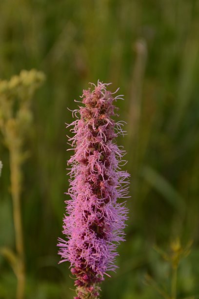 草原上的春天图片下载