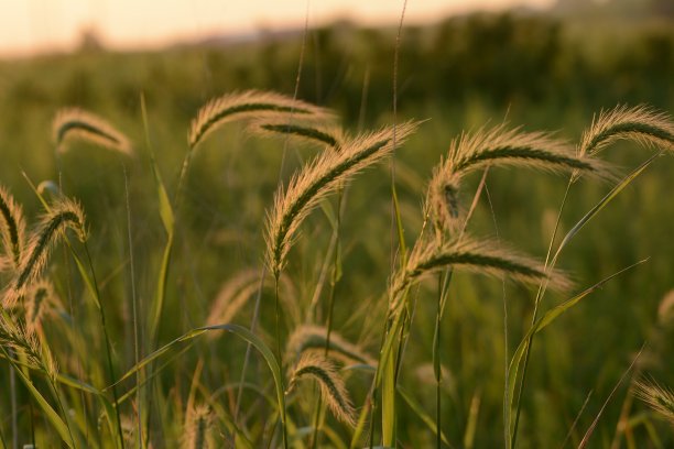 草原上的春天图片下载