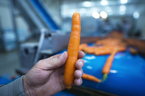 近距离观看胡萝卜在手中，而新鲜蔬菜在输送带上被运输在食品加工厂。工厂里自动加工有机蔬菜的机器。图片下载