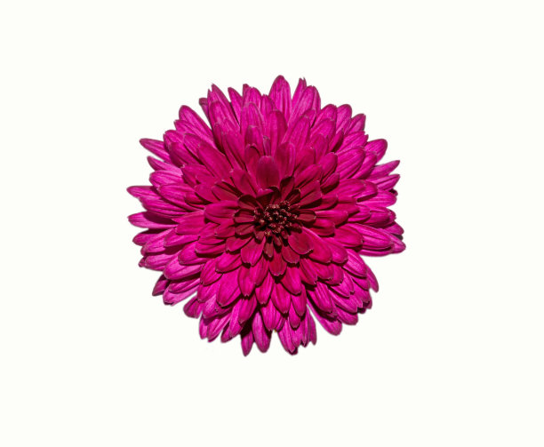 紫色菊花孤立在白色背景上。图片下载