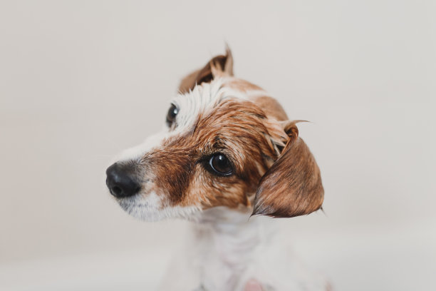 可爱可爱的小狗湿在浴缸里。年轻的女人主人在家里打扫她的狗。白色背景图片下载