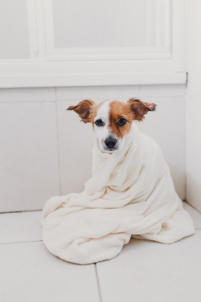 可爱可爱的小狗湿在浴缸里。年轻的女主人在家里把她的狗烘干。白色背景图片下载