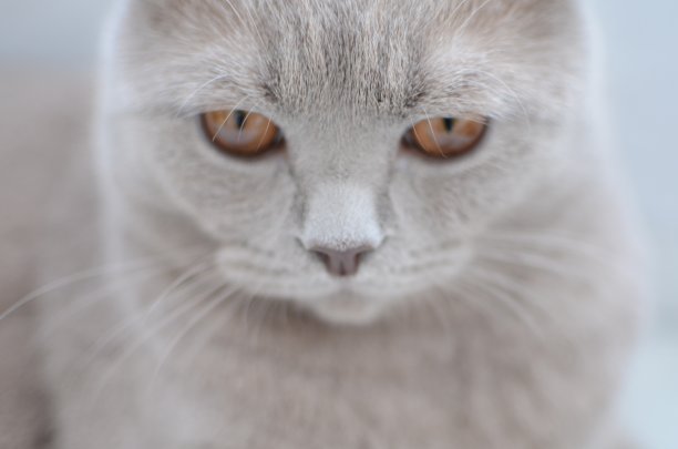 头猫靠近光背景图片下载