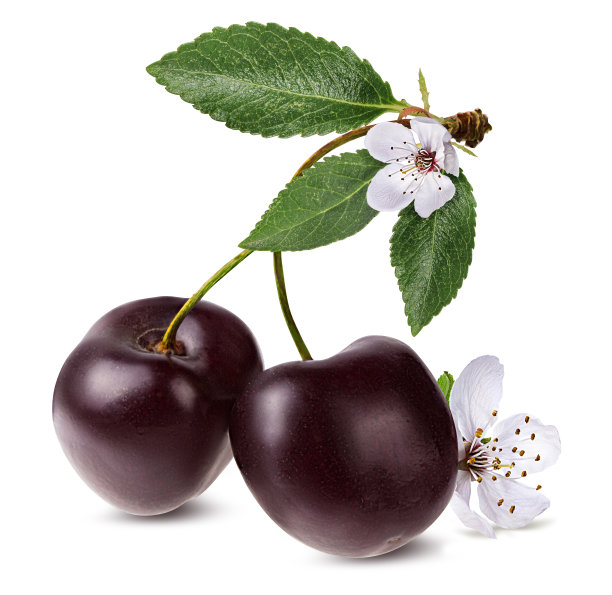 樱桃孤立在白色背景与裁剪路径图片下载