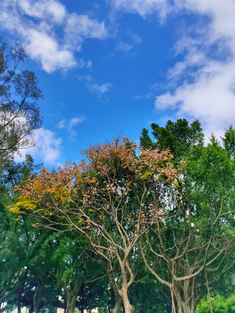 公园里不同颜色的树叶，蓝天白云背景。亚洲自然景观。竖版照片图片下载