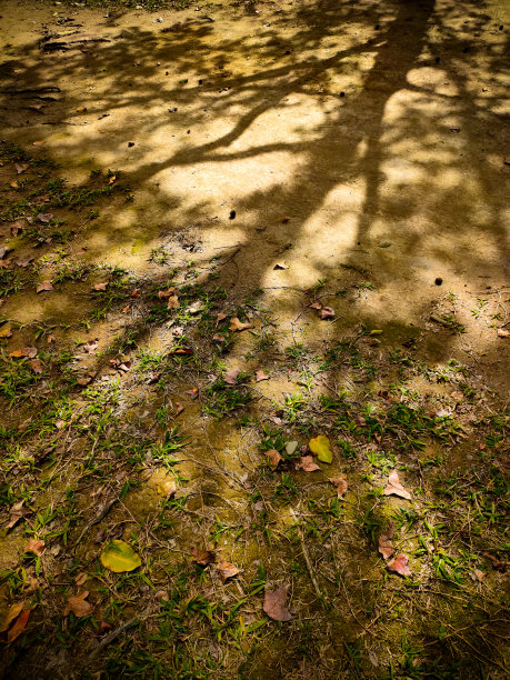 近距离观察公园里树木的剪影。亚洲的自然景观。垂直的照片。图片下载