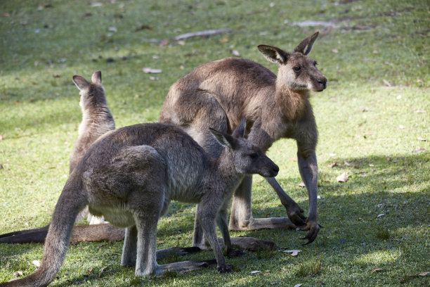新南威尔士州南部国家公园的袋鼠图片下载