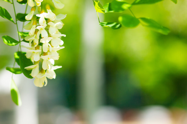 白色的盛开的相思。花春背景。刺槐(刺槐，伪刺槐)的花枝上有白色的花。本空间图片下载