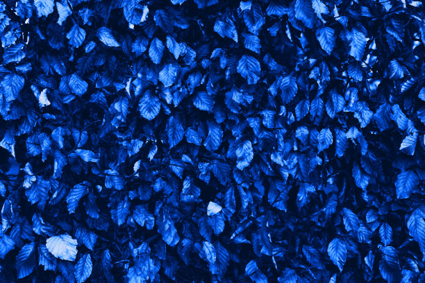 抽象复古蓝色叶子，蓝色叶子纹理背景图片下载