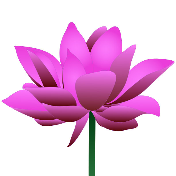 彩色矢量插图的莲花。睡莲。盛开的玫瑰花蕾。花在孤立的背景上。创意贴纸，贺卡设计，邀请，书。卡通风格。图片下载