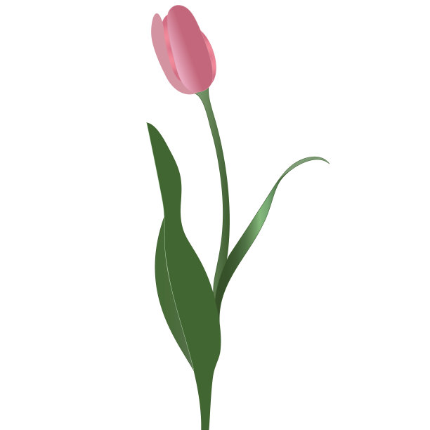 彩色矢量插图的郁金香。粉红色的花蕾。在一个孤立的背景上种植。卡通风格。创意贴纸，设计贺卡，书。印花。图片下载