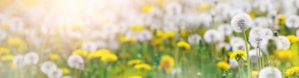 绿色的田野，白色和黄色的蒲公英在户外的大自然在夏天图片下载