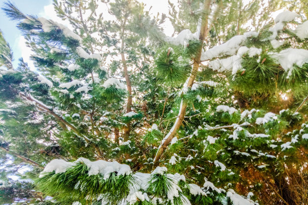 雪在树上图片下载