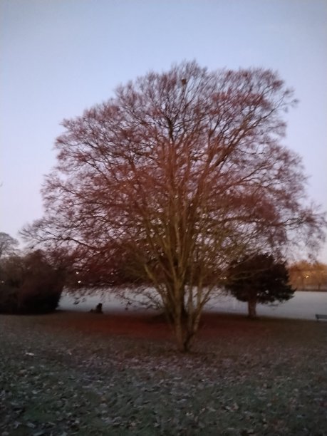 树的季节变化图片下载