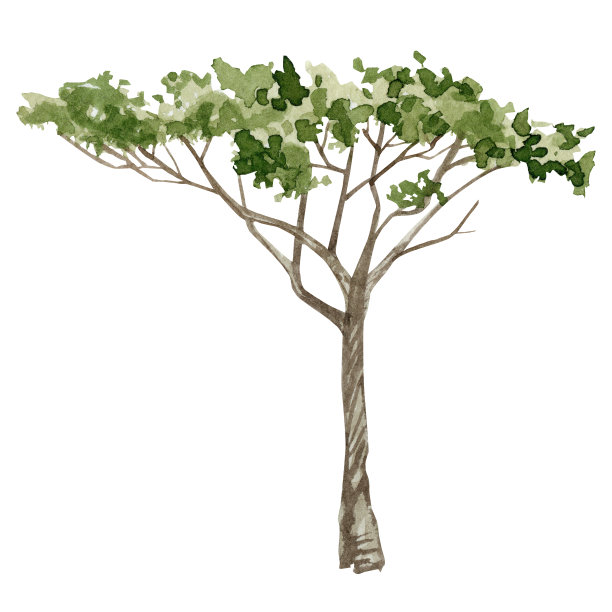 水彩画南方的树在大草原孤立的白色背景。非洲自然手绘插图。图片下载