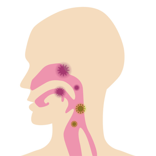 呼吸系统-咽喉鼻腔人体解剖图，感染病毒图片下载