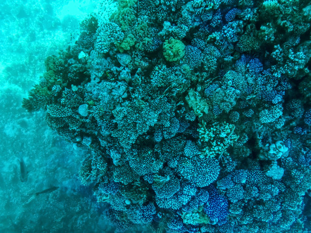 红海碧绿海水下的珊瑚礁图片下载
