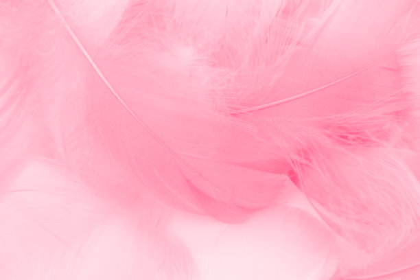 美丽抽象多彩的白色和粉红色羽毛在白色的背景和柔软的白色红色羽毛纹理在粉红色的图案，粉红色的背景图片下载