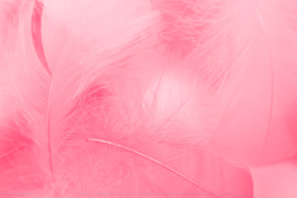 美丽抽象多彩的白色和粉红色羽毛在白色的背景和柔软的白色红色羽毛纹理在粉红色的图案，粉红色的背景图片下载