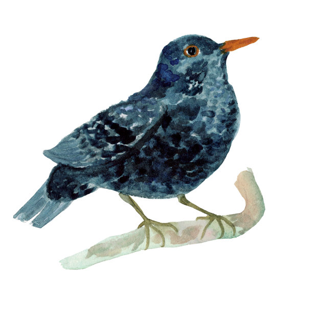 水彩黑鸟白嘴鸦孤立图片下载