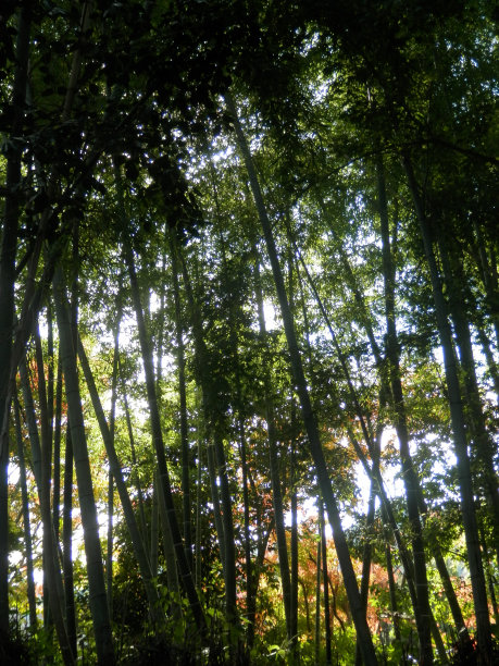 阳光透过竹林京都附近，日本图片下载